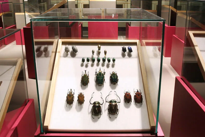 Insecta
